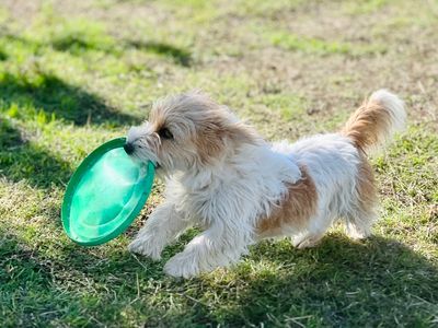 Jack Russell playing with Frisbee