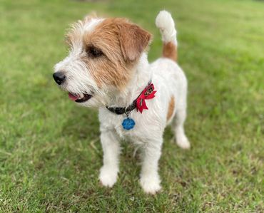 Reggie with a bowtie