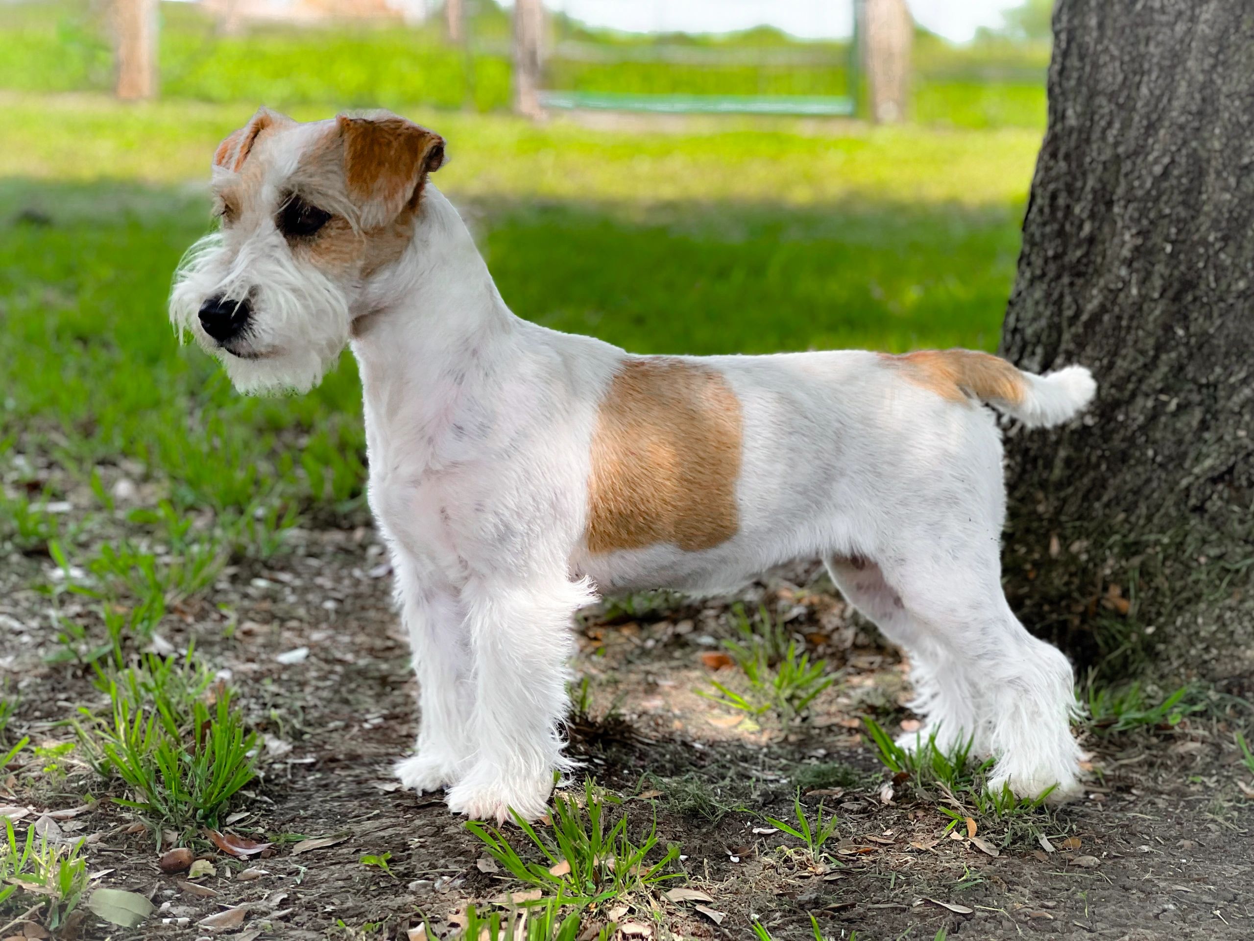 A white and brown dog with a trimmed coat outside.