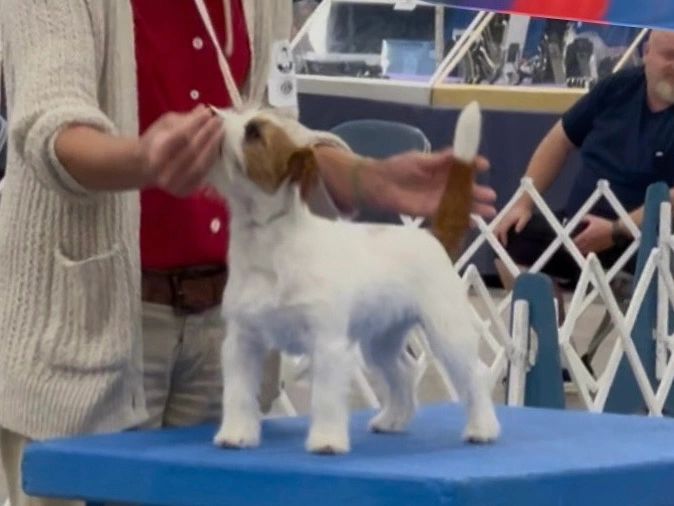 A small dog on a table being handled.
