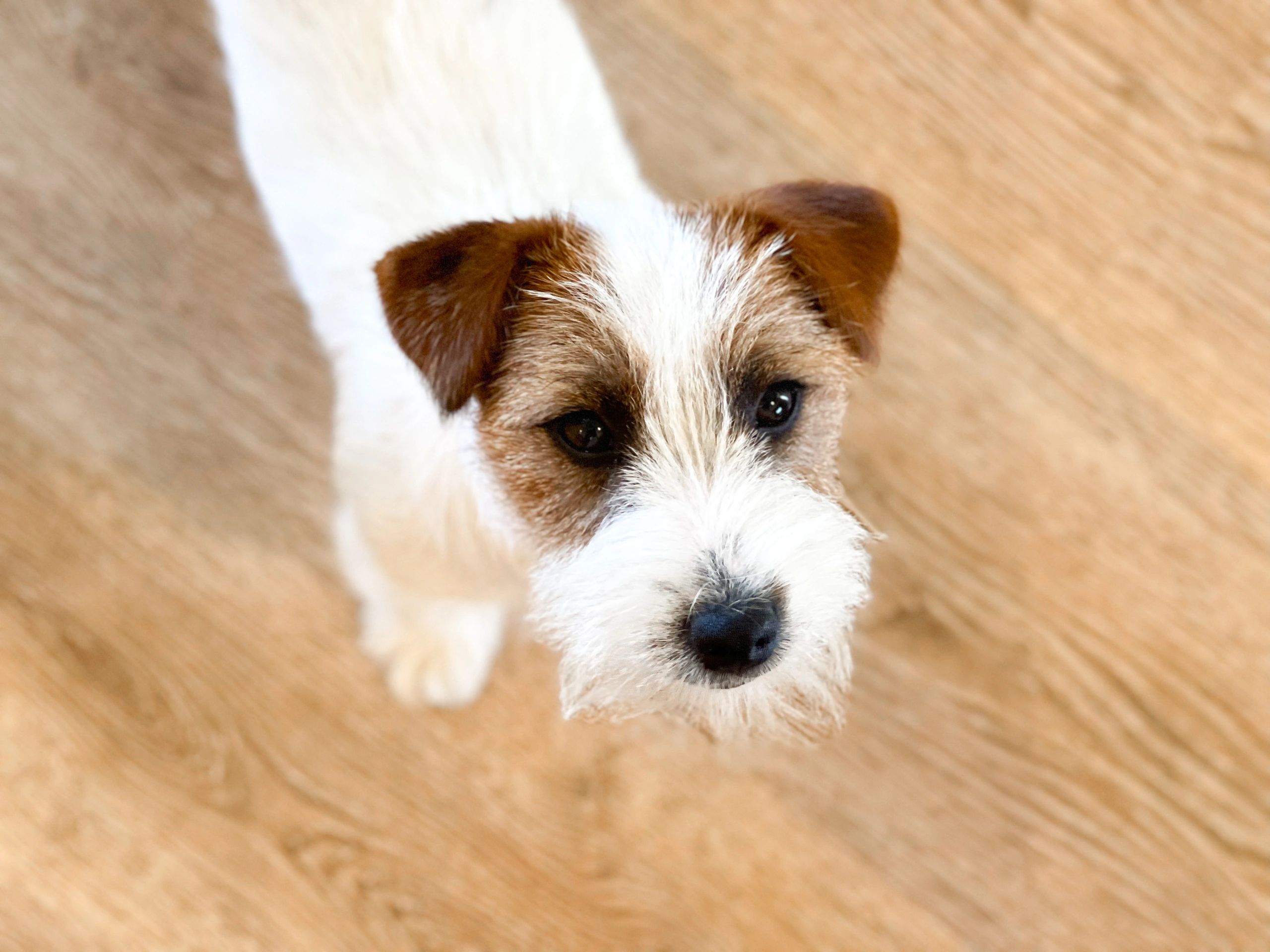 Curious dog looking up on wooden floor.