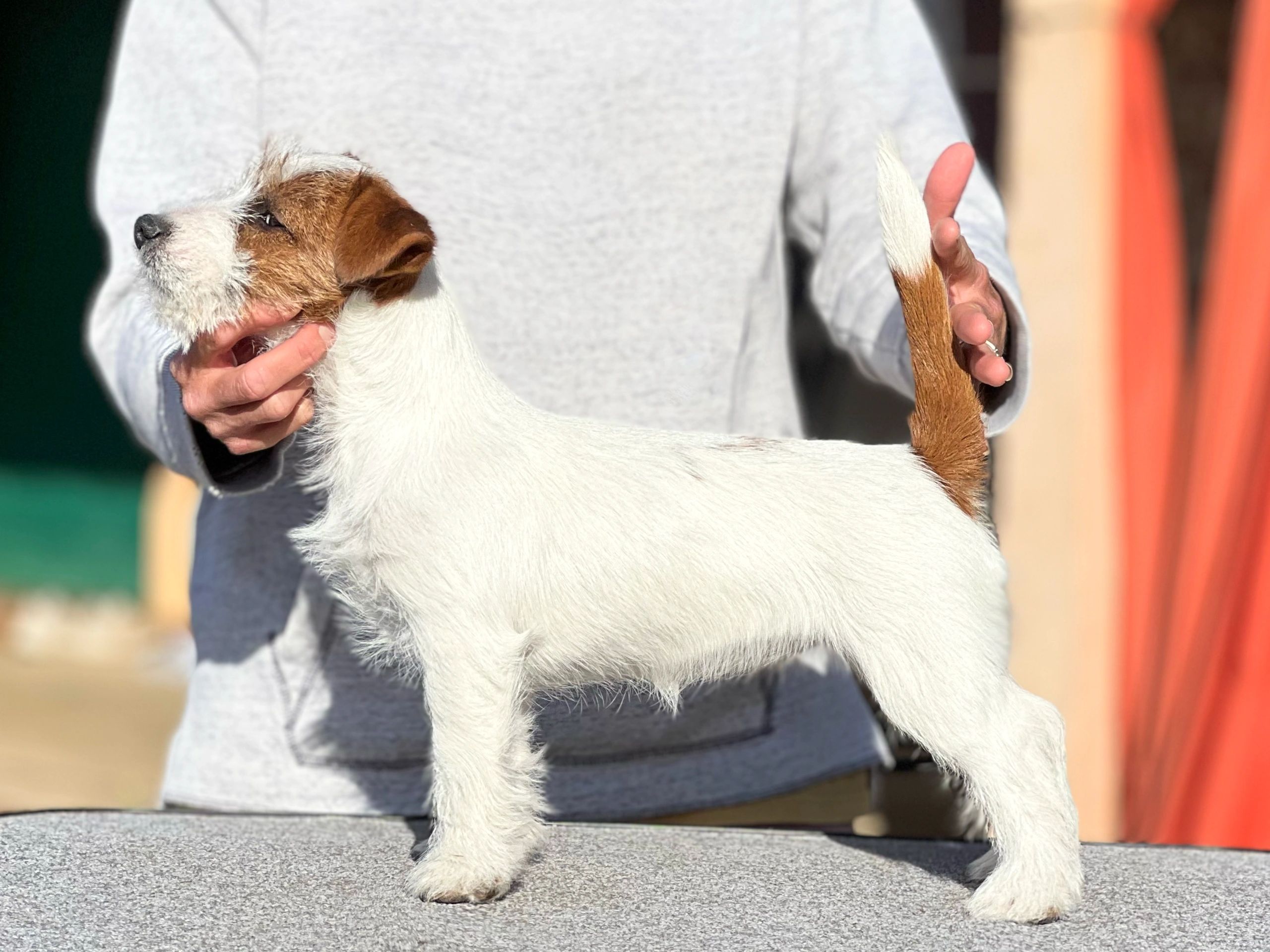 Small brown and white dog being held by a person.