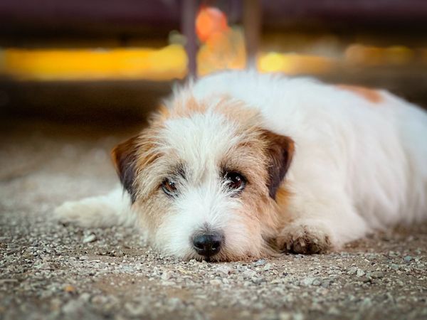 A small dog lying on the ground looking up.