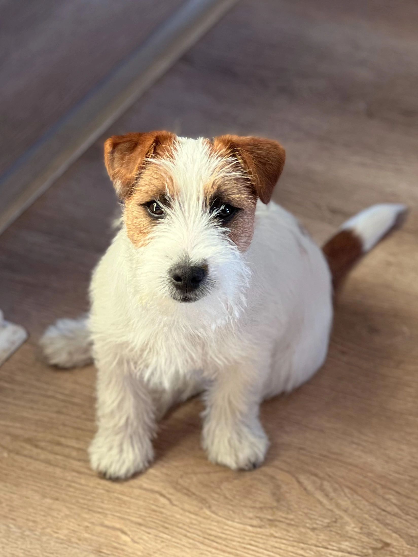Adorable small dog with brown and white coat.