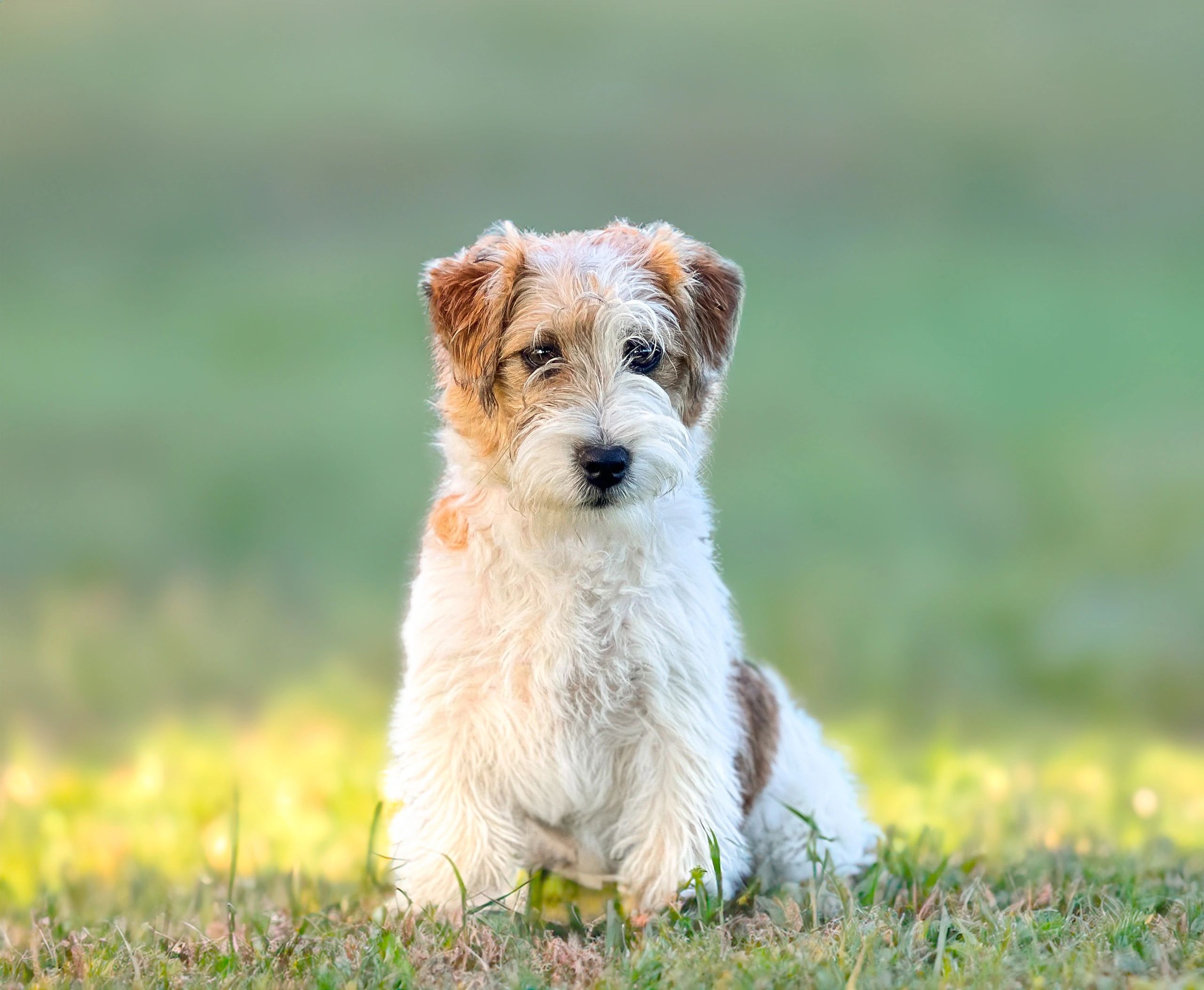 A cute dog sitting on grass with a green background.