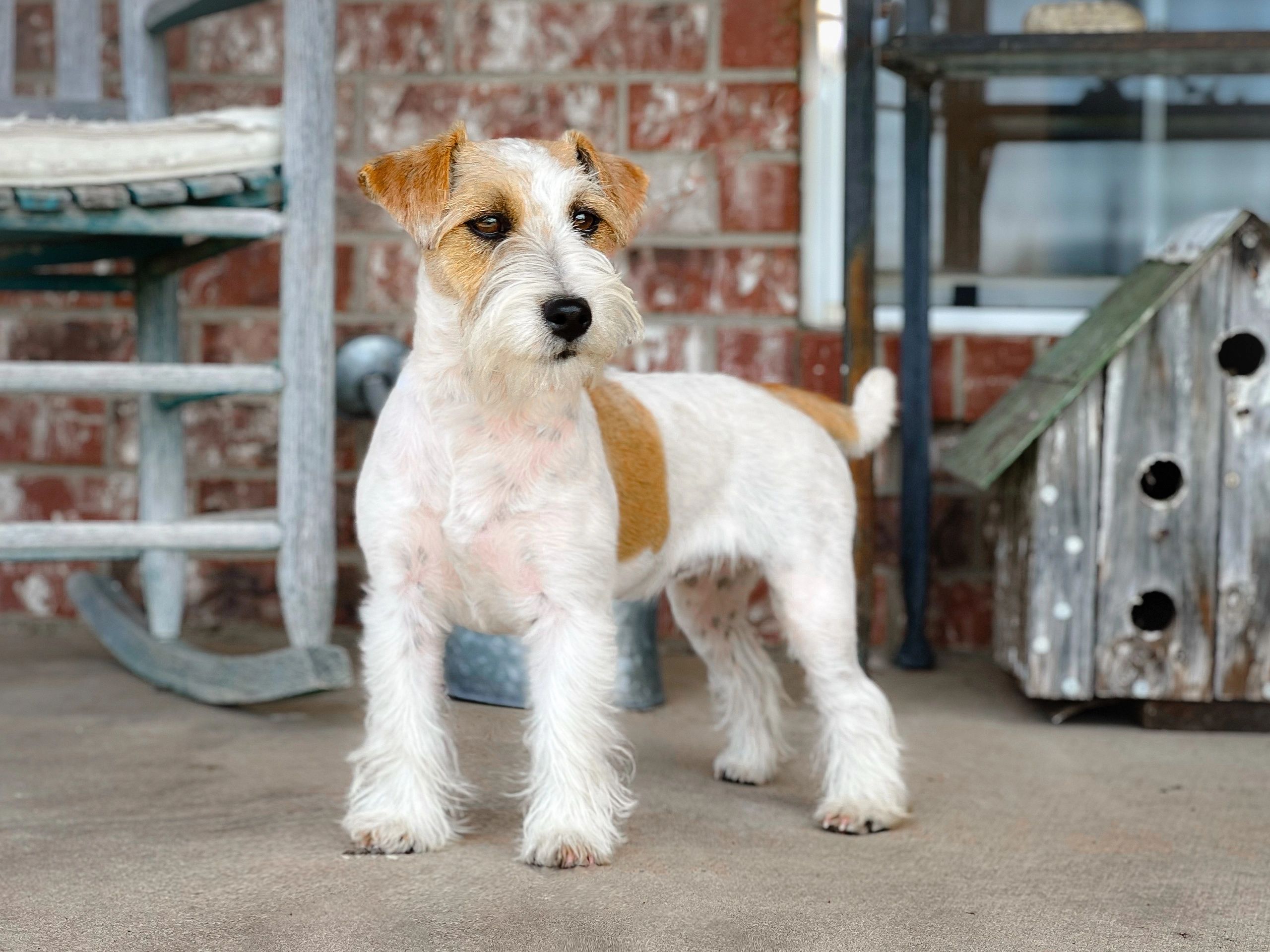 Small dog standing alert by a rustic porch.