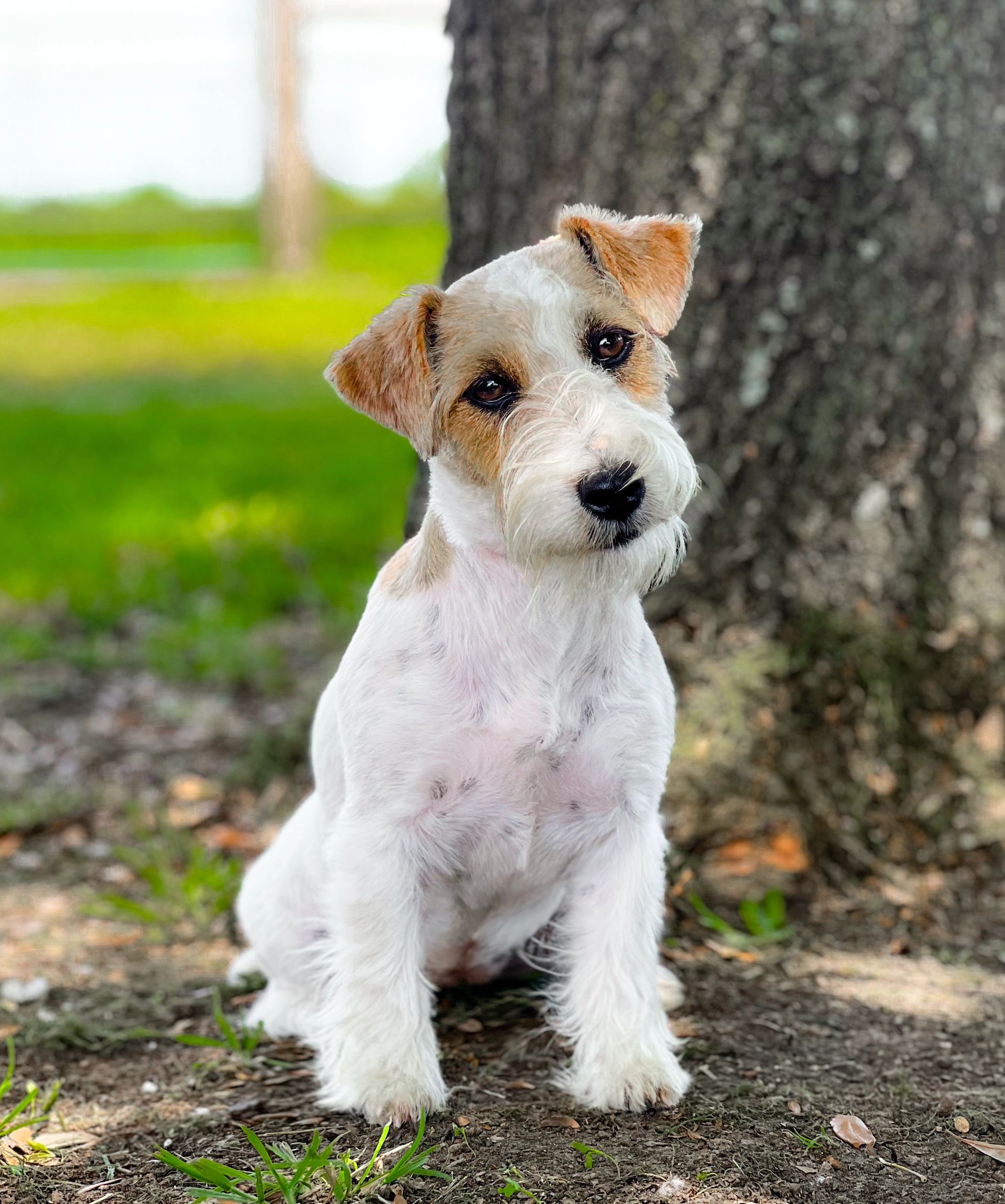 Cute dog sitting outdoors near a tree.