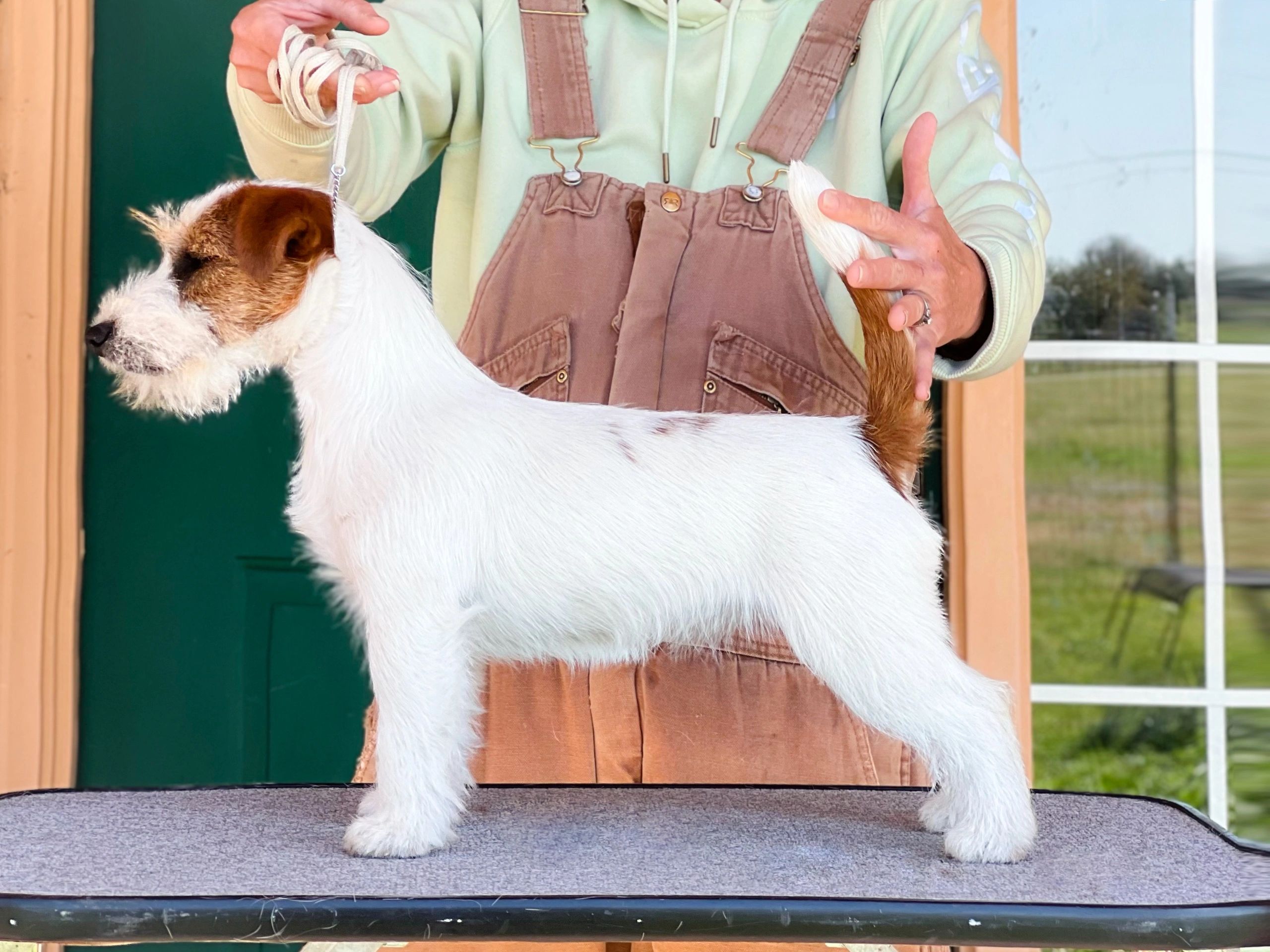 Person holding a white and brown dog on a grooming table.
