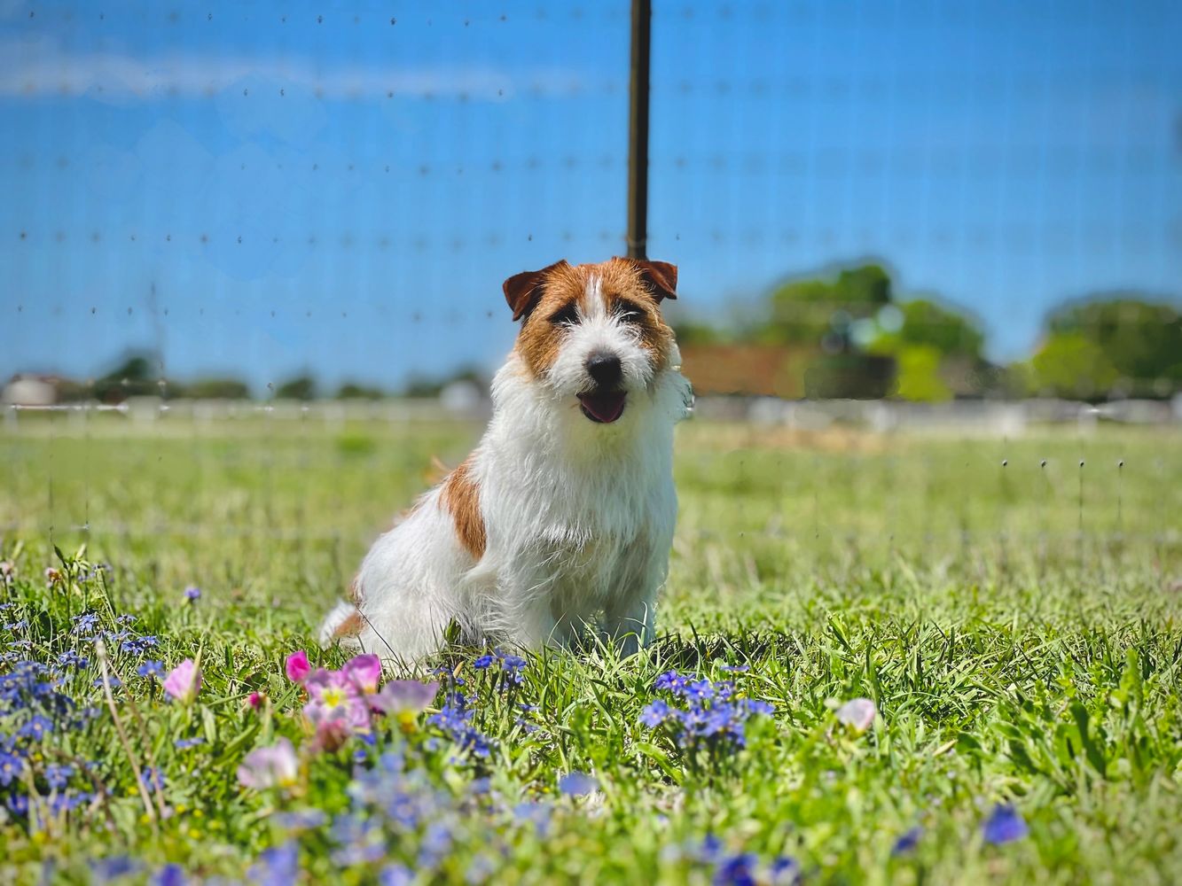 Tracker in the flowers