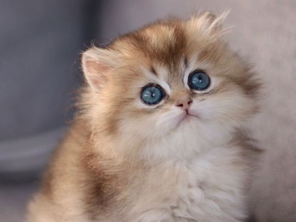Fluffy kitten with big blue eyes looking up curiously.