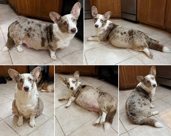 chocolate/liver Merle Cardigan welsh corgi
