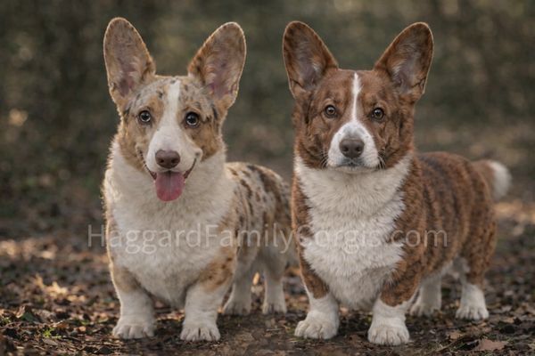 Cardigan Welsh Corgis