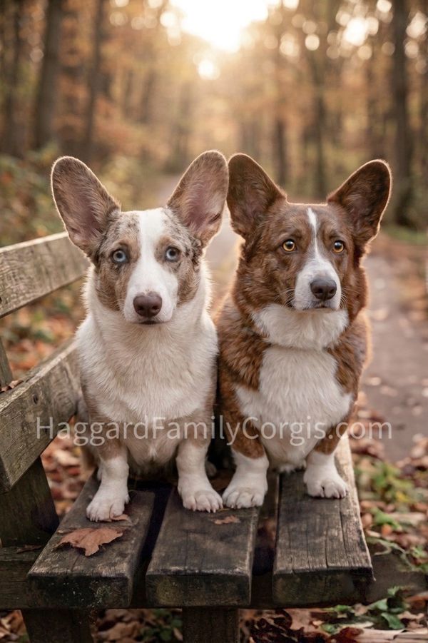 2 Cardigan Welsh Corgis. On the left is a chocolate/liver Merle and the other is a nice chocolate/li