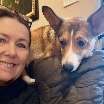 Cute Pembroke Welsh Corgi puppy sitting on a woman’s shoulder