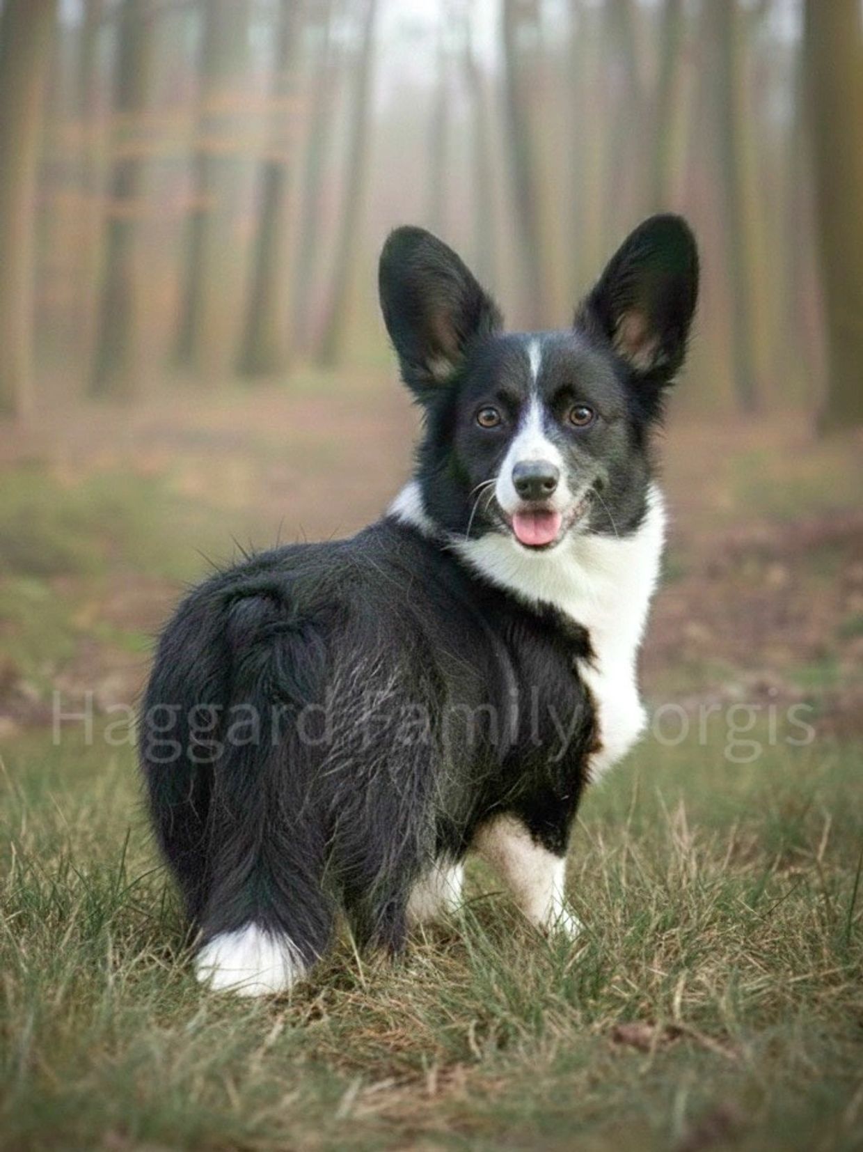 A happy black and white Corgi in a forest.