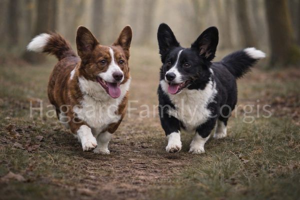 2 cardigan welsh corgis in the woods