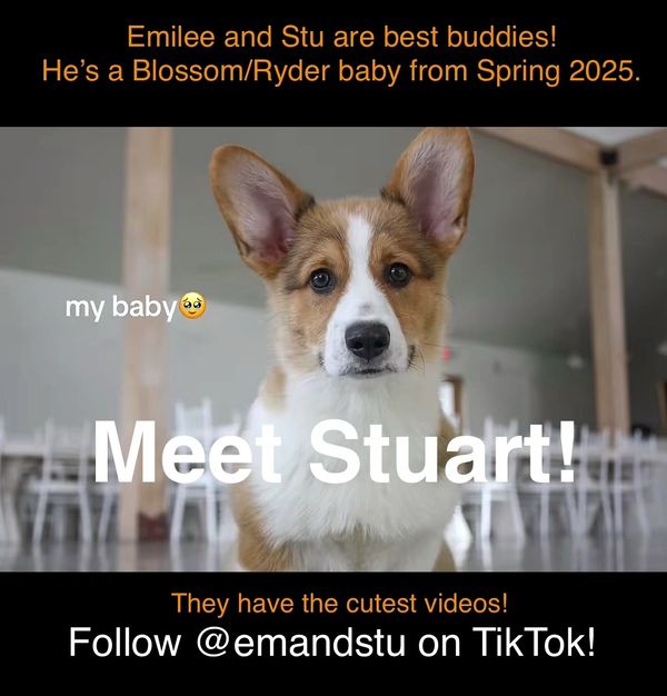 AKC Pembroke Corgi puppy