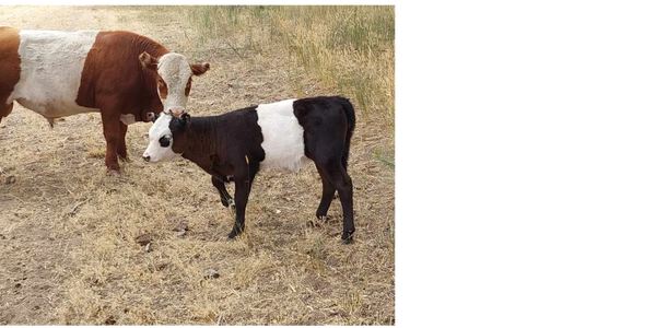 Jersey/mini hereford/mini longhorn mother. Mini black and white belted dad. Heifer. Will be weaned o
