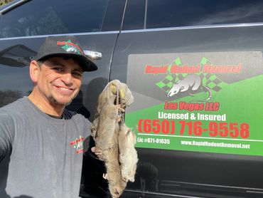 pest and rodent control Las Vegas