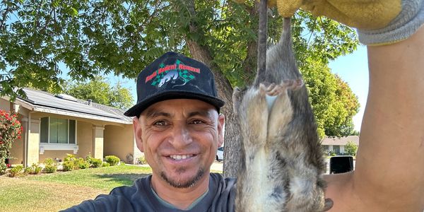 mice control las vegas