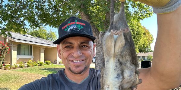 mice control las vegas