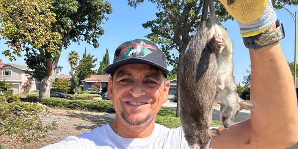 A rodent removal specialist in Las Vegas, NV