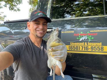 pest control for mice and rats