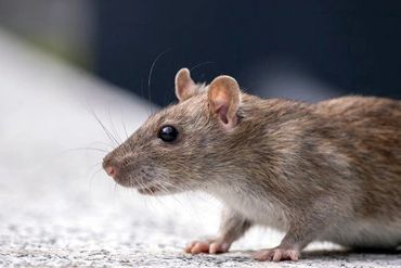mice control las vegas
