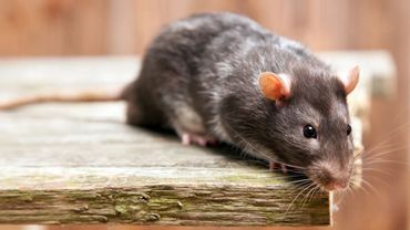 rat removal and cleanup