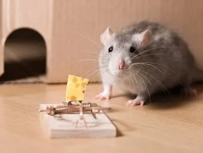 rodent exterminator las vegas nv