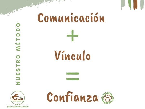 solución problemas de conducta perro, tira de la correa, es agresivo, tiene miedo, entrenar, perro