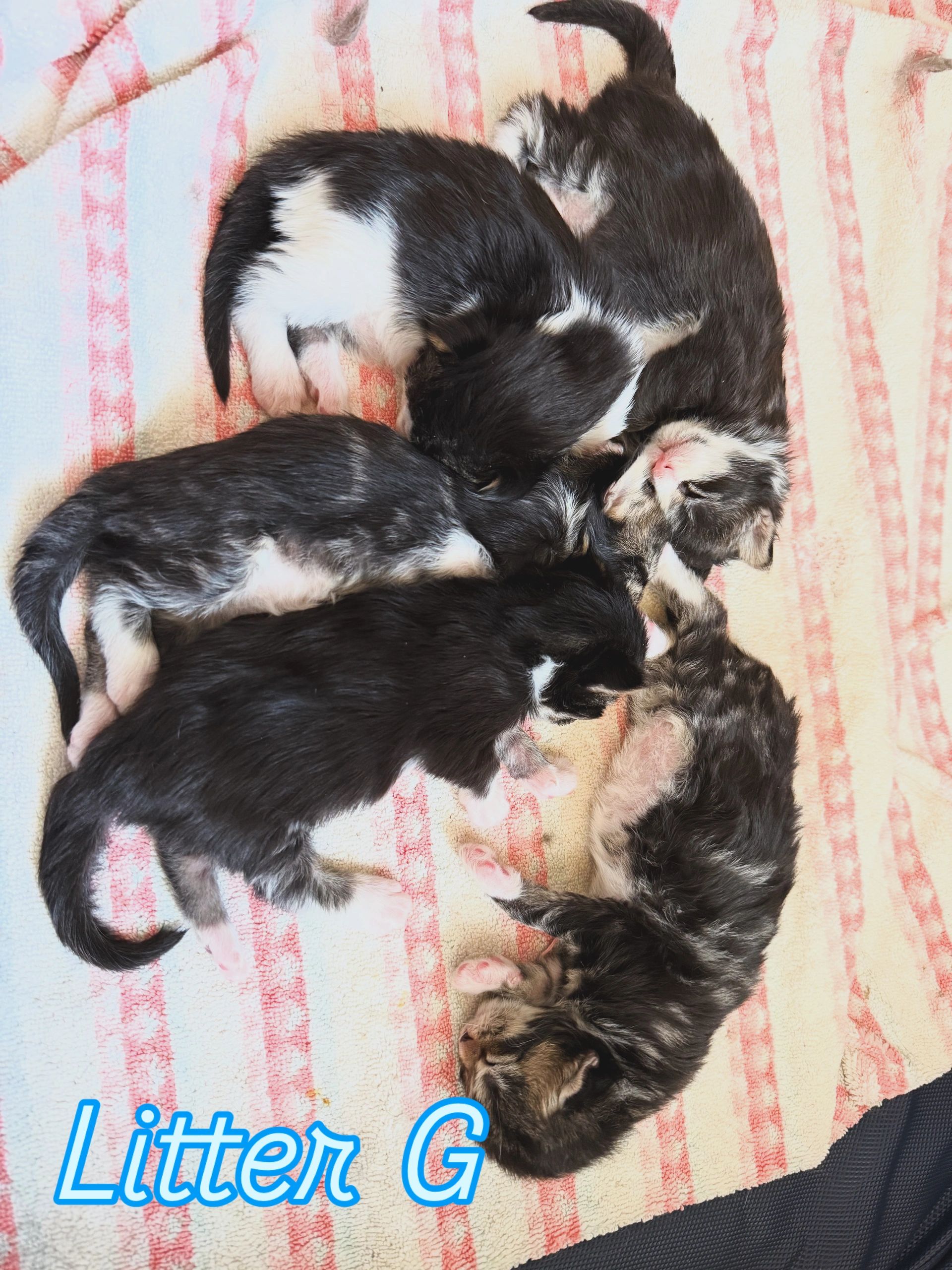 Maine coon kittens