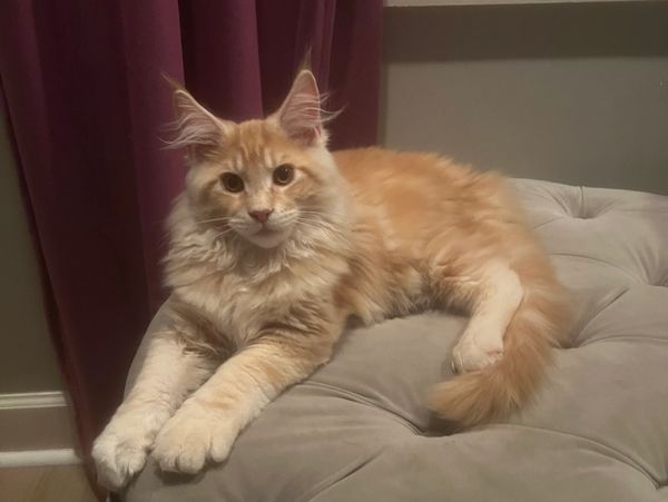 Red silver Maine coon Leoninus cattery