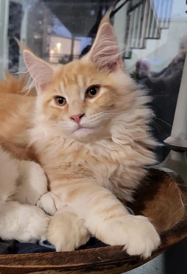 Red silver Maine coon