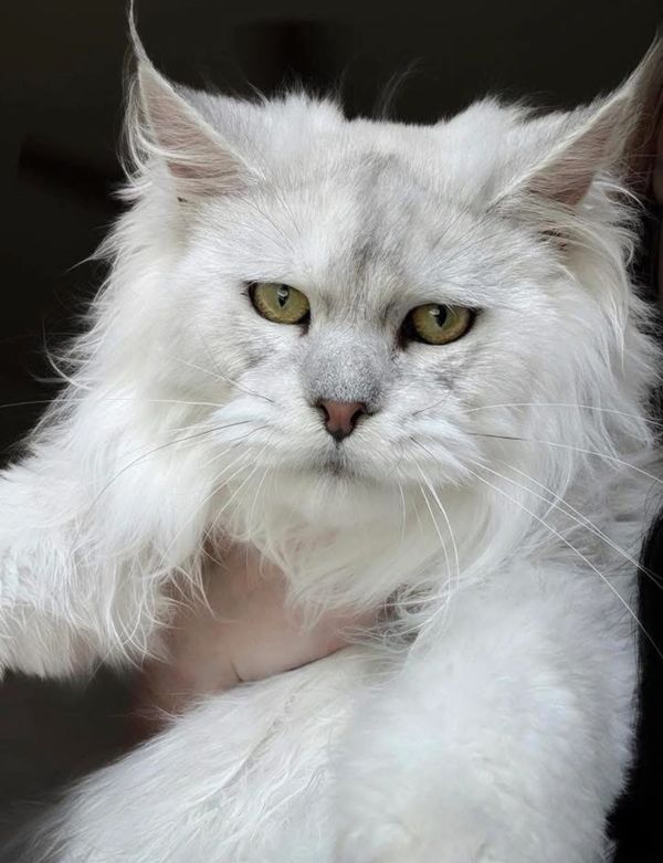Close-up of a fluffy white cat with yellow eyes.