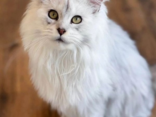 Fluffy white cat with green eyes.