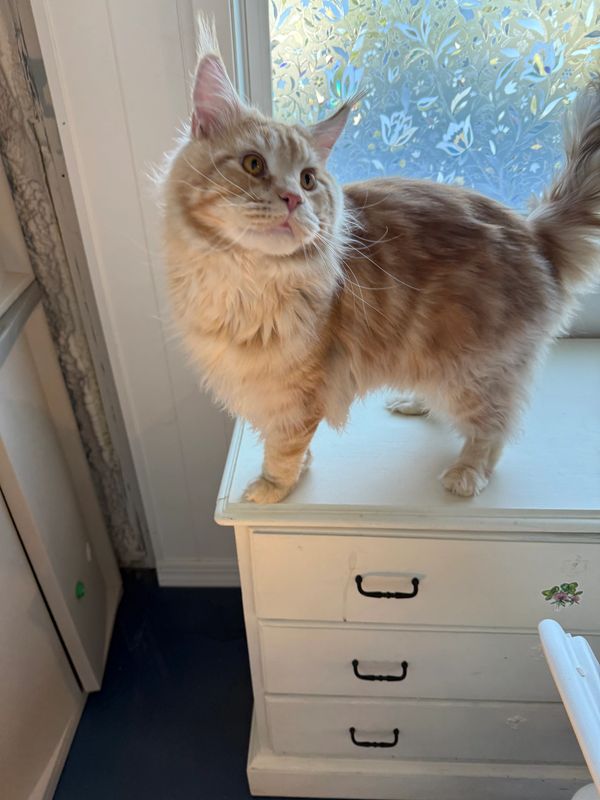 Red silver Maine coon