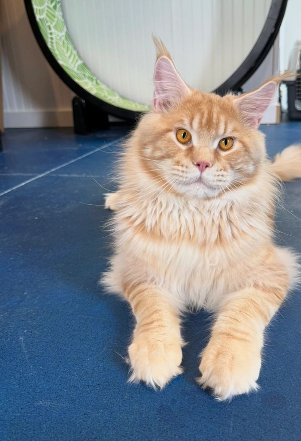 Red silver Maine coon