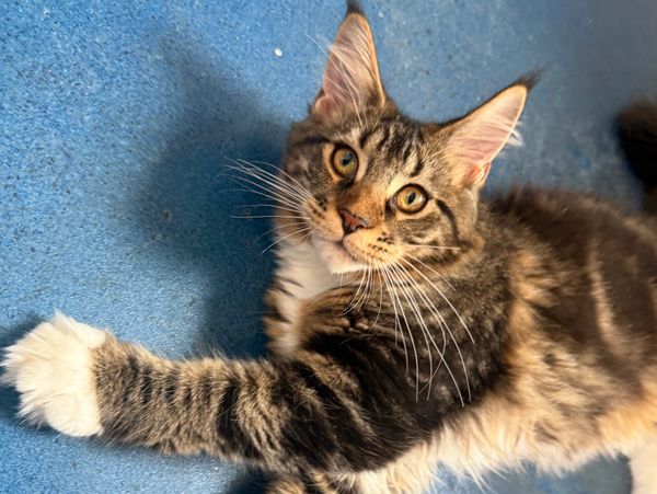 Tabby Maine coon kitten