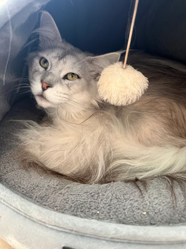 Fluffy cat resting in a cozy bed with a toy.