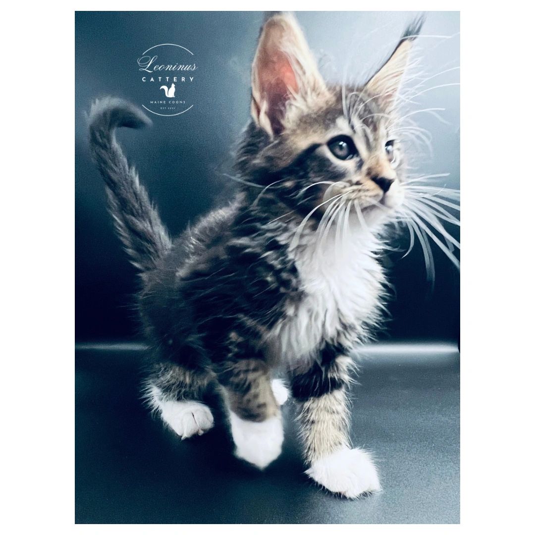 Maine Coon kitten black classic tabby with white