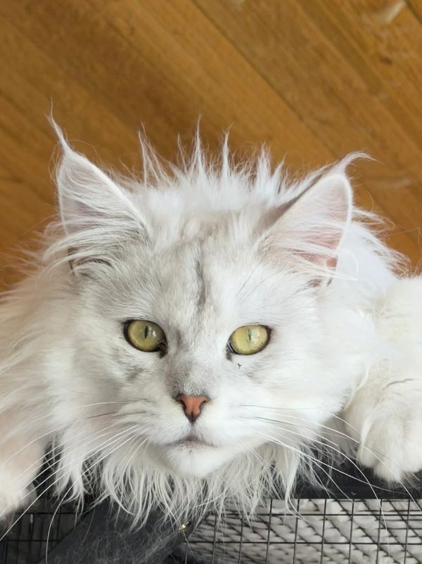 Close-up of a fluffy white cat with yellow eyes.
