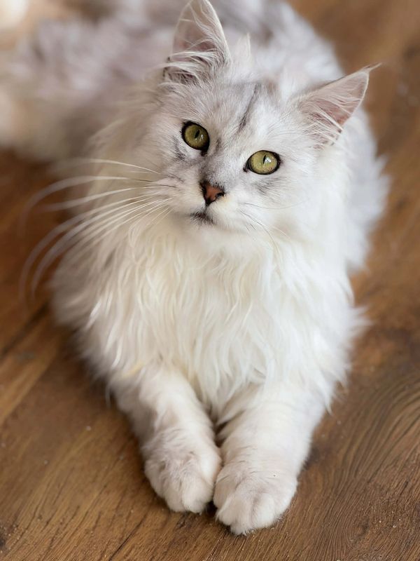 Fluffy white cat with green eyes lying on wooden floor.