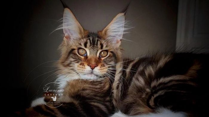 Male Maine Coon Kitten laying down