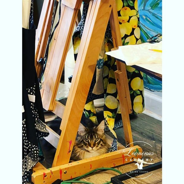 Maine Coon Kitten under art easel