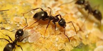garden ants