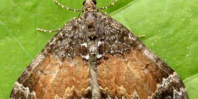 carpet moth 