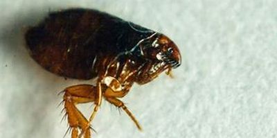 adult flea