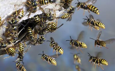 wasps nest