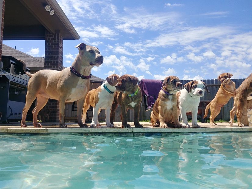 Dogs standing by pool